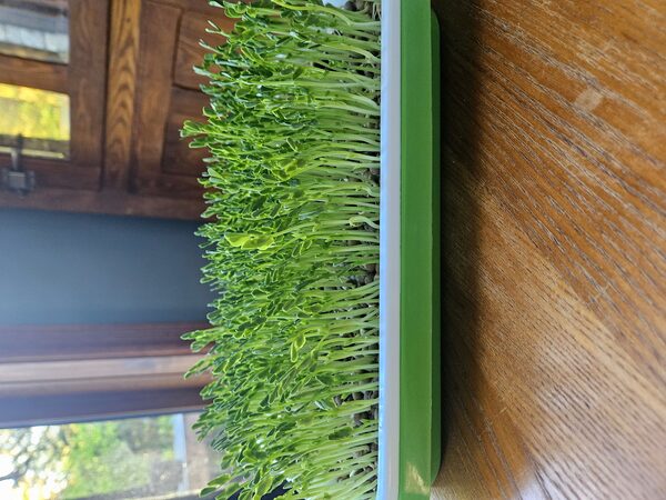 Pea shoots